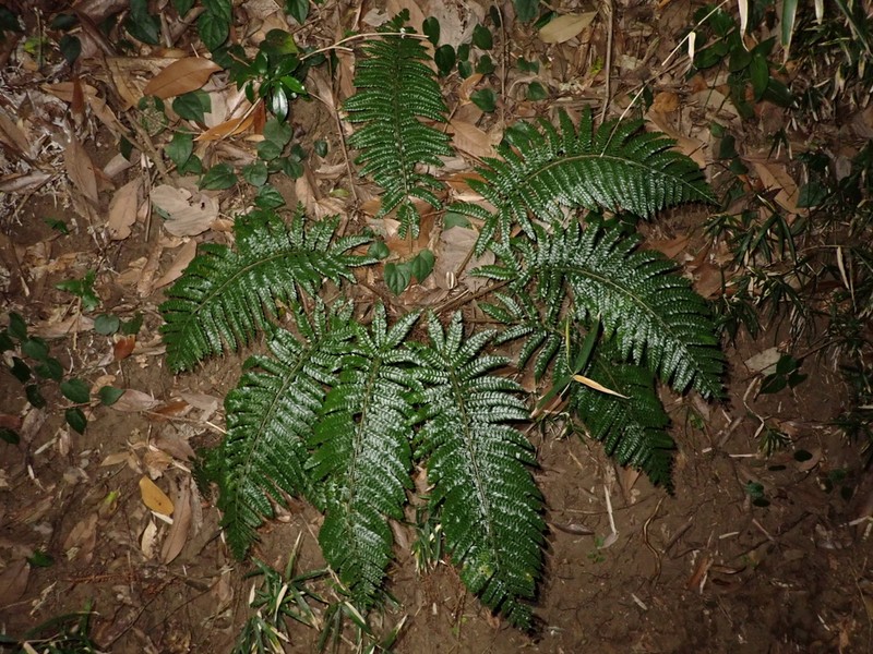 Polystichum longifrons photo 2