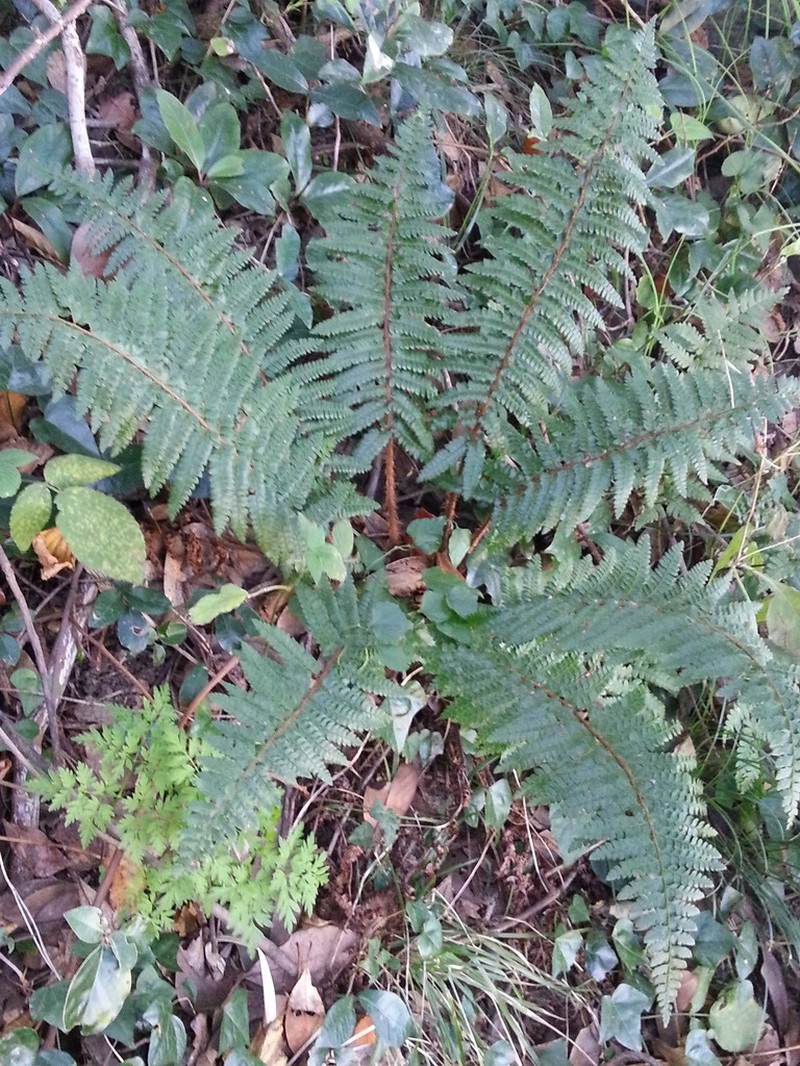 Polystichum longifrons photo 3