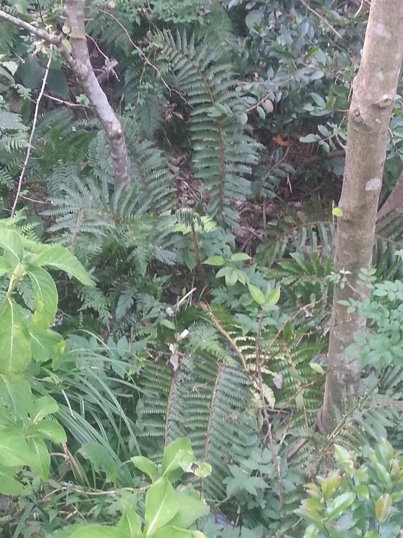 Polystichum longifrons photo 4