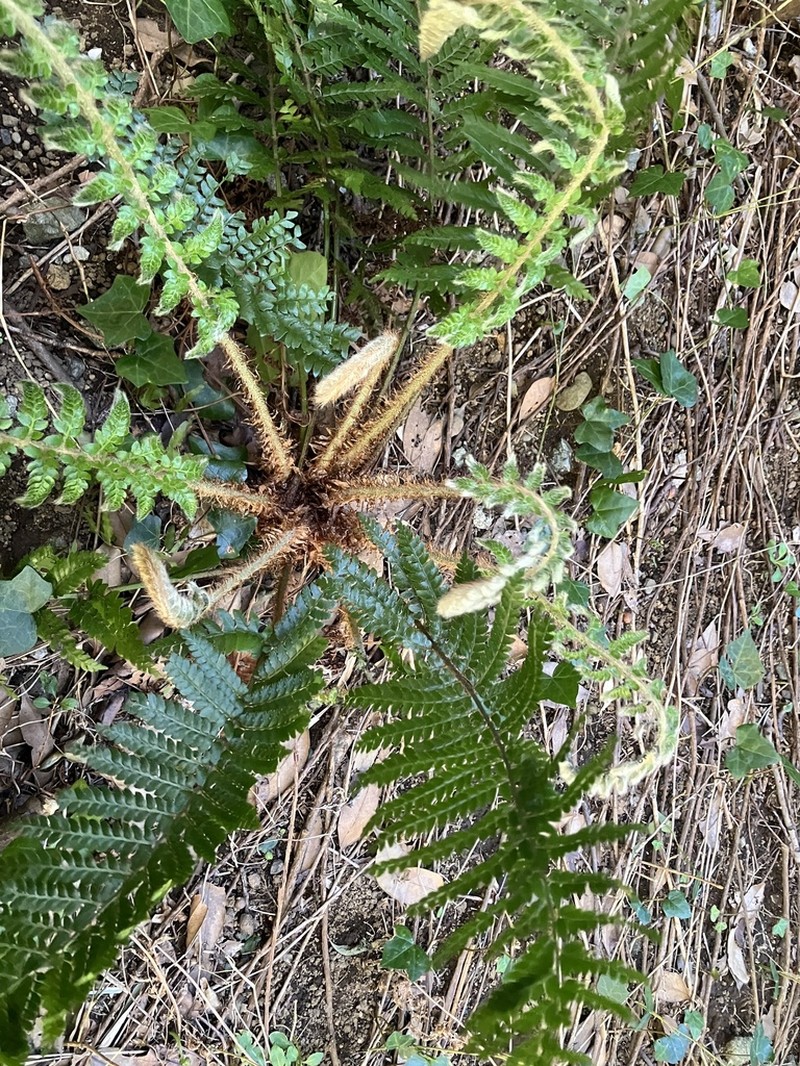 Polystichum longifrons photo 5