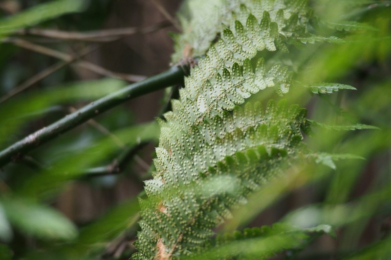 Polystichum longifrons photo 7