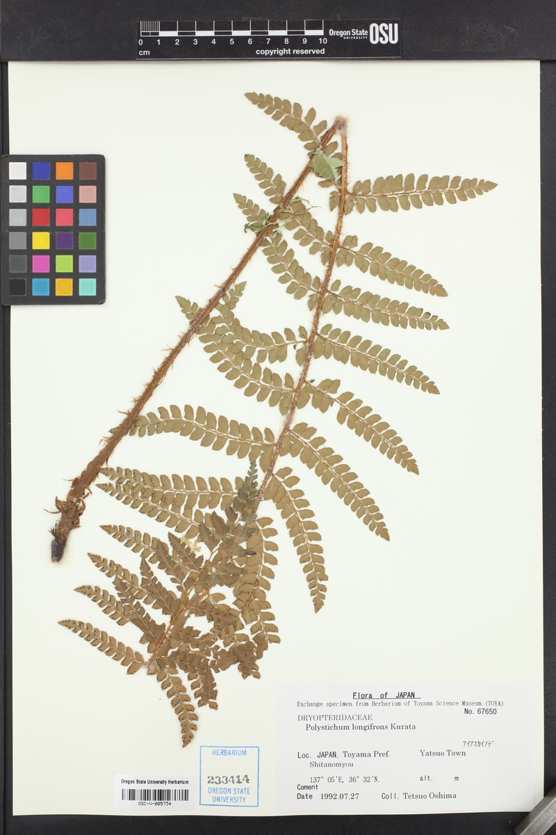 Polystichum longifrons photo 8