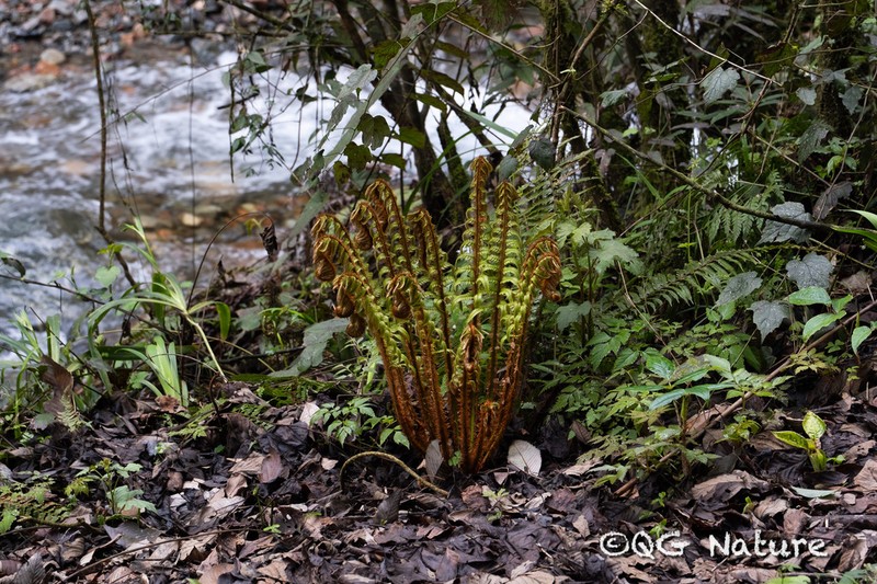 Polystichum longipaleatum
