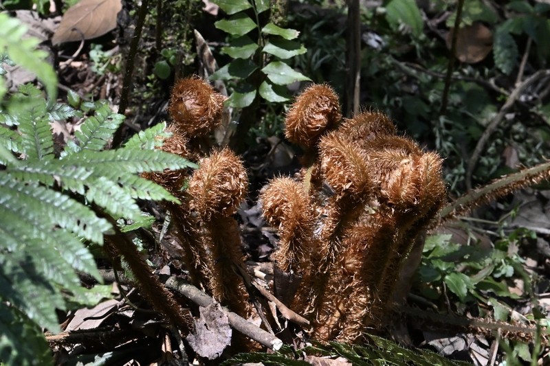 Polystichum longipaleatum photo 2