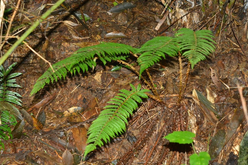 Polystichum longipaleatum photo 3