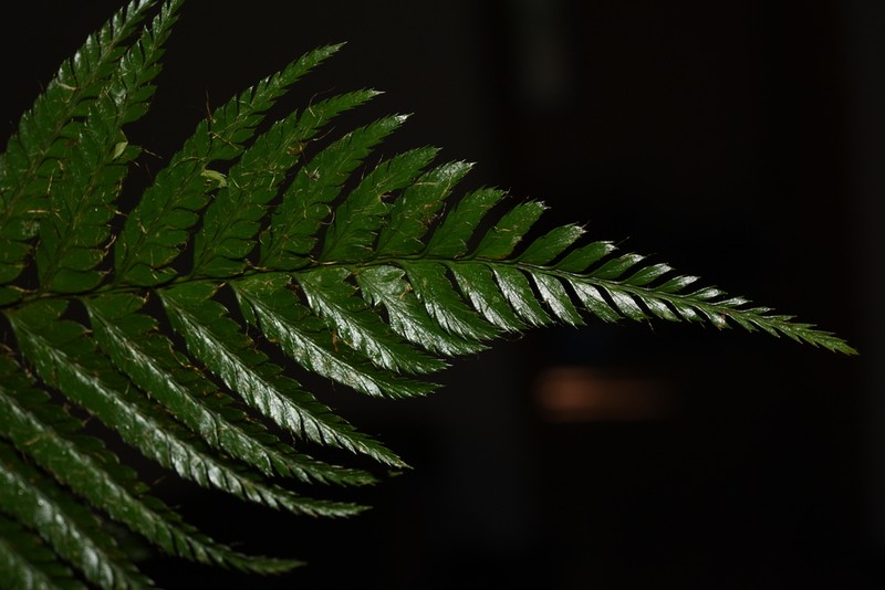 Polystichum longipaleatum photo 4