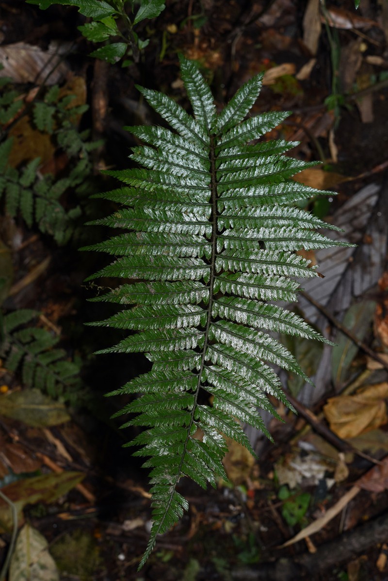 Polystichum longipaleatum photo 5
