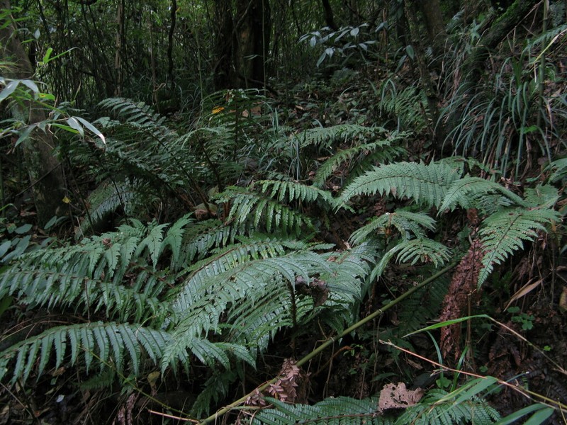 Polystichum longipaleatum photo 6