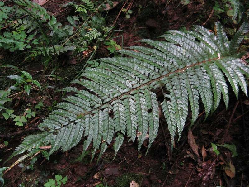 Polystichum longipaleatum photo 7