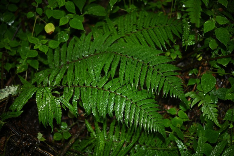 Polystichum longipaleatum photo 8