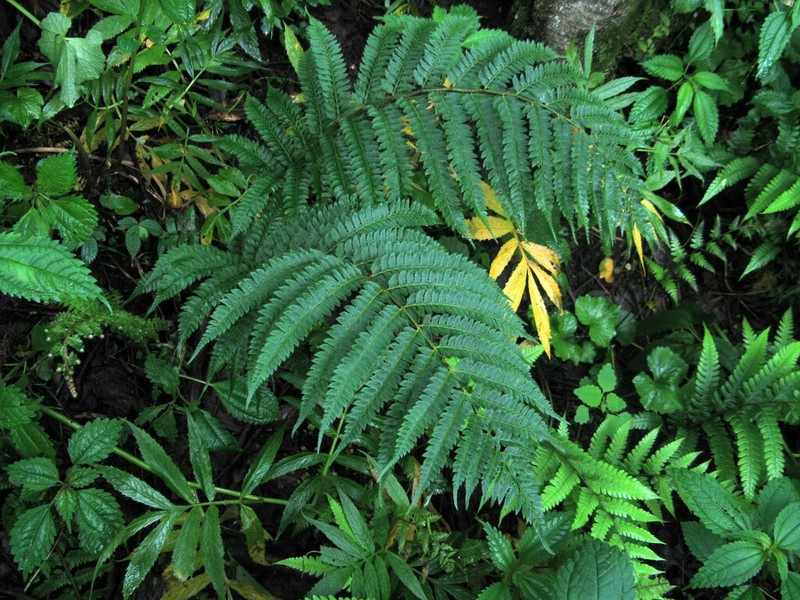 Polystichum longispinosum