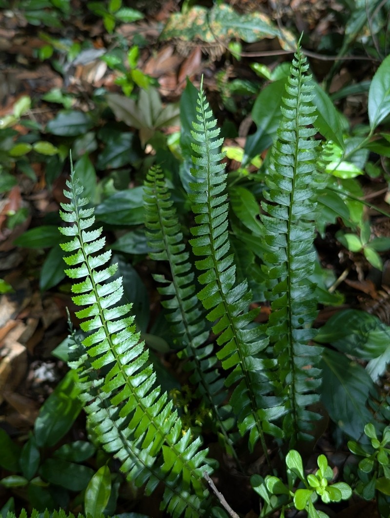 Polystichum longissimum