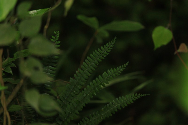 Polystichum longissimum photo 2