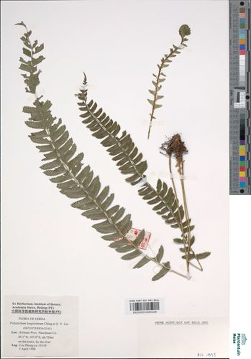 Polystichum longissimum photo 3