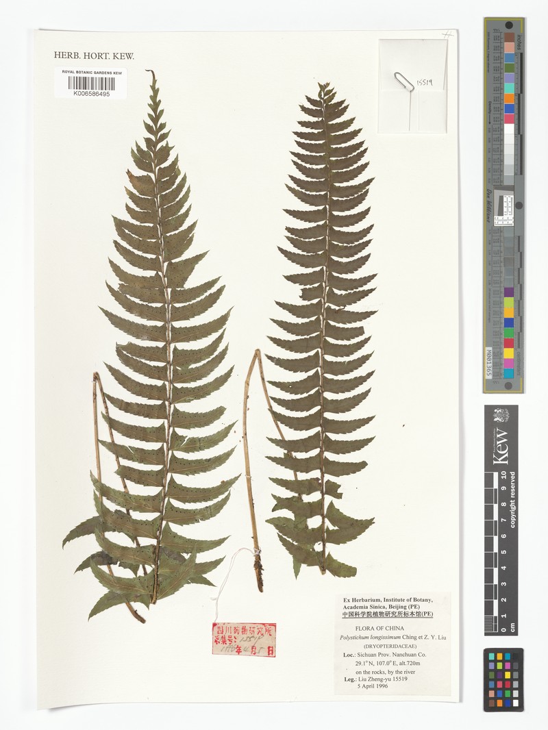 Polystichum longissimum photo 4