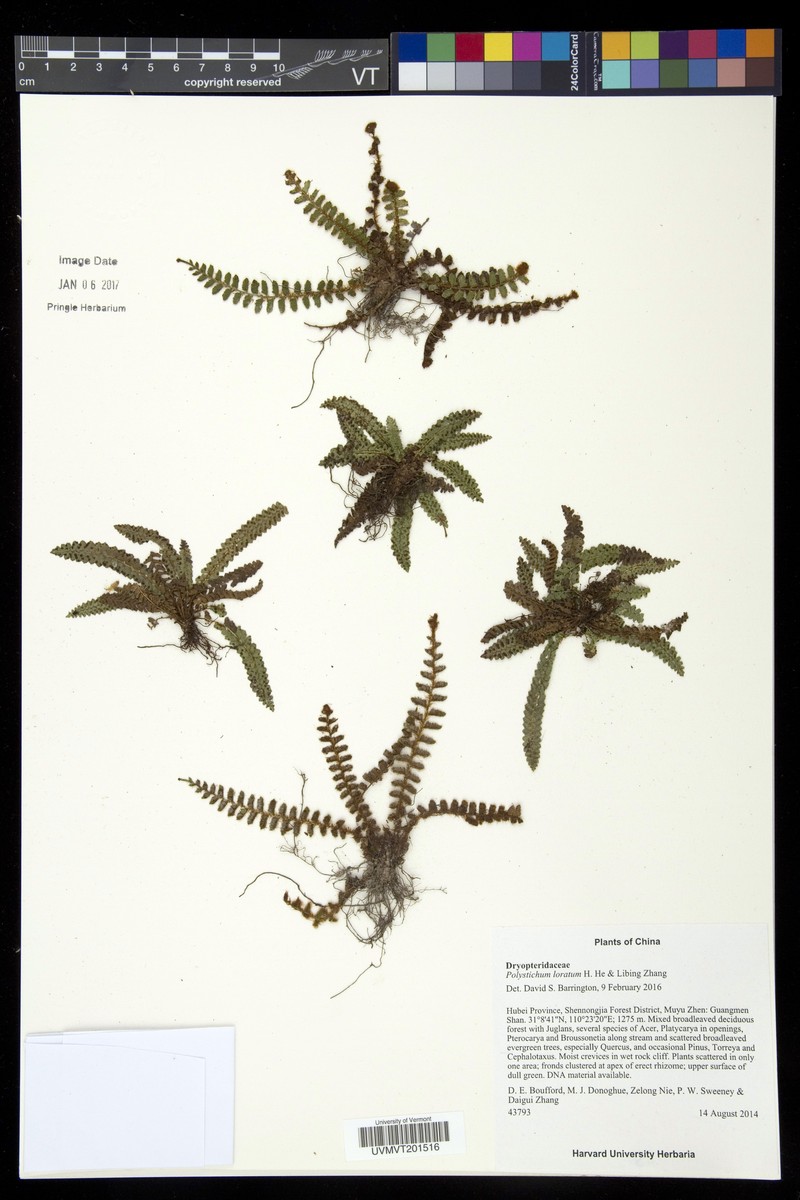Polystichum loratum