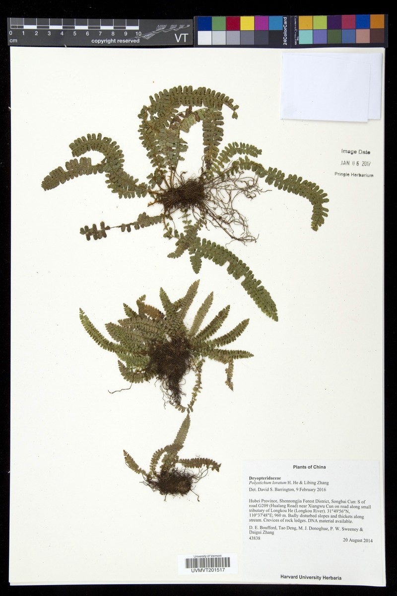 Polystichum loratum photo 2