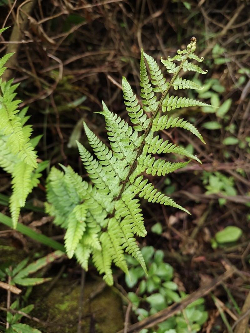 Korean Rockfern