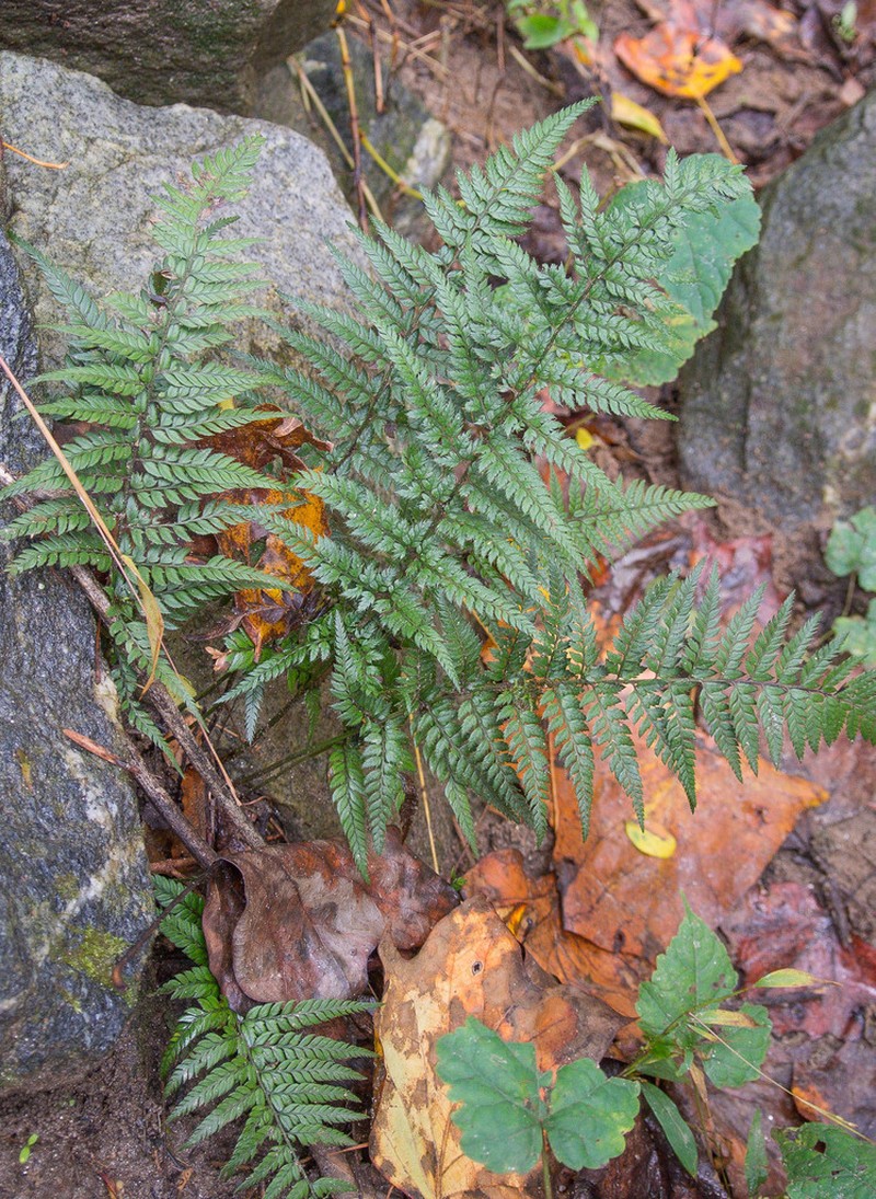 Korean Rockfern photo 2