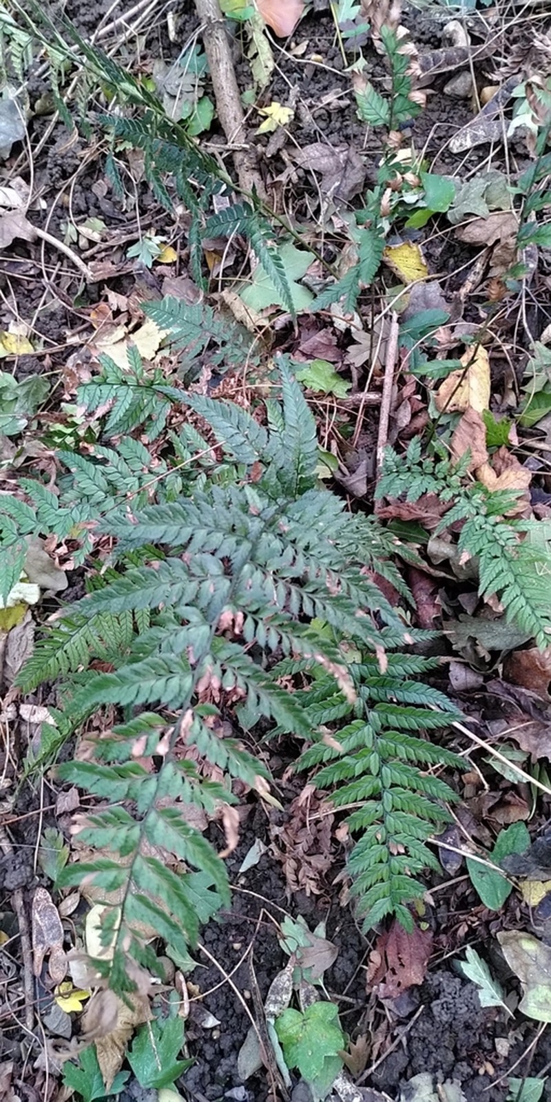 Korean Rockfern photo 3