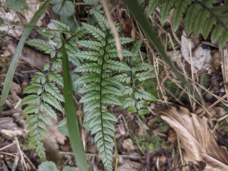 Korean Rockfern photo 4