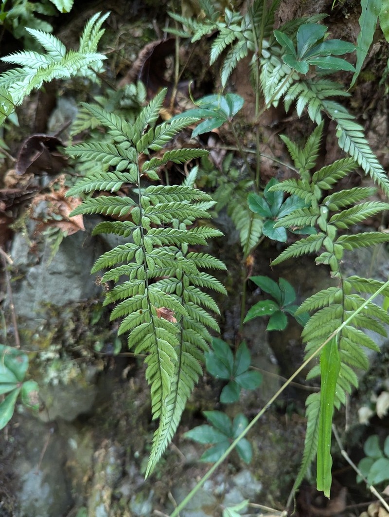 Korean Rockfern photo 5