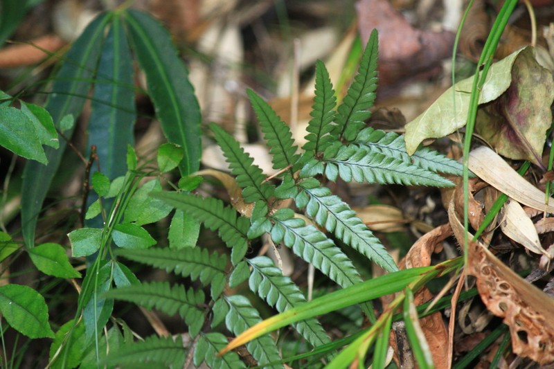 Korean Rockfern photo 6