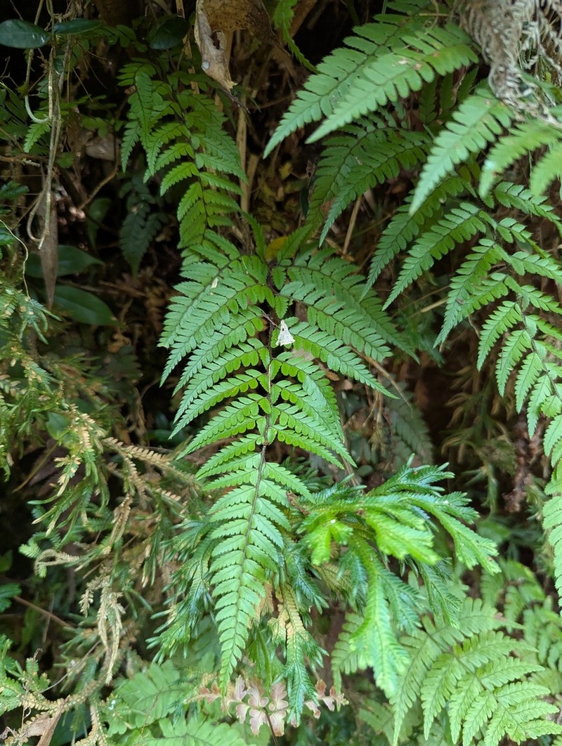 Korean Rockfern photo 7