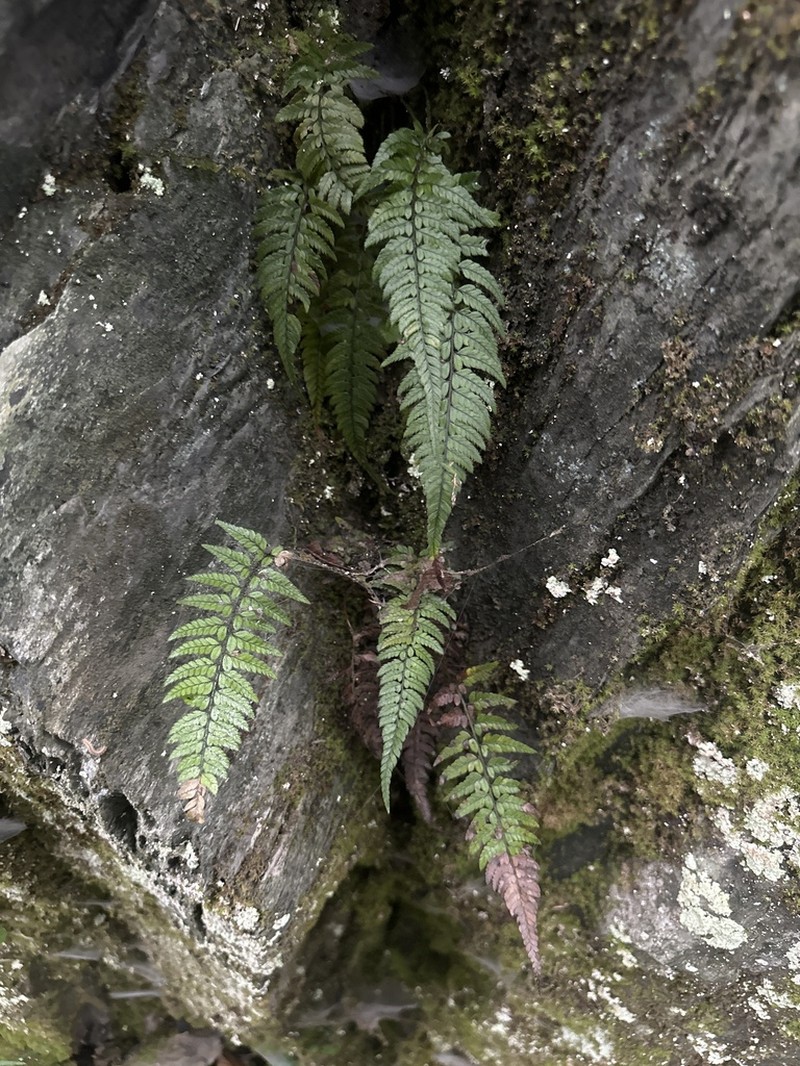 Korean Rockfern photo 8