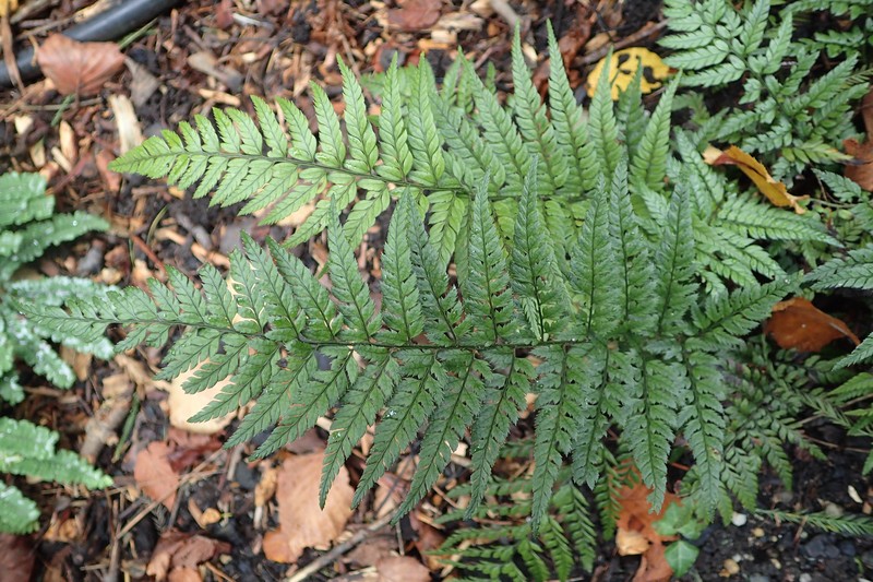 Korean Rockfern photo 5
