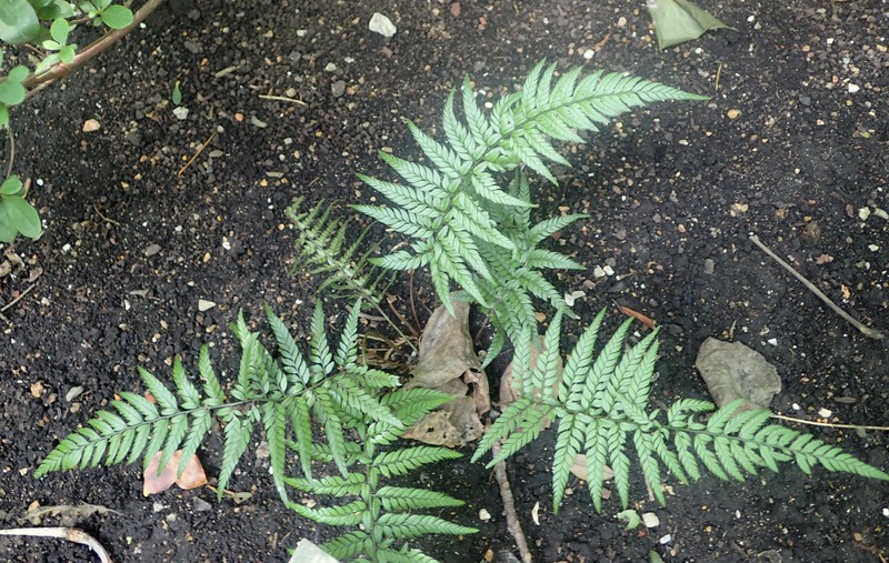 Korean Rockfern photo 6