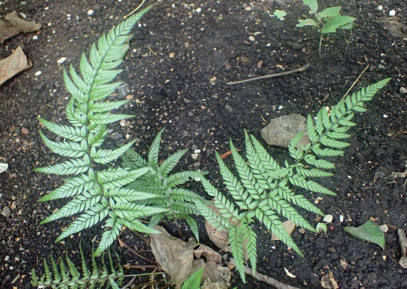 Korean Rockfern photo 7