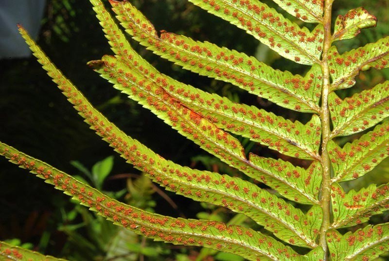 Polystichum macleae photo 2