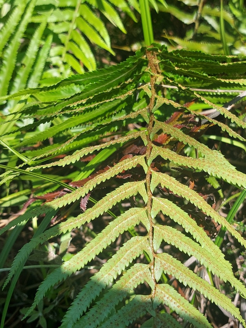 Polystichum macleae photo 3