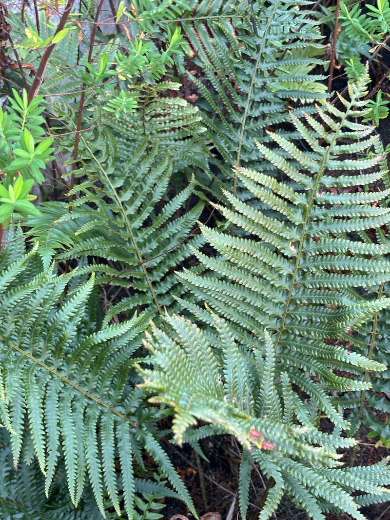 Polystichum macleae photo 4