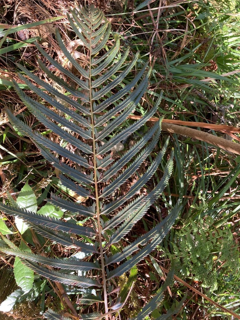 Polystichum macleae photo 5