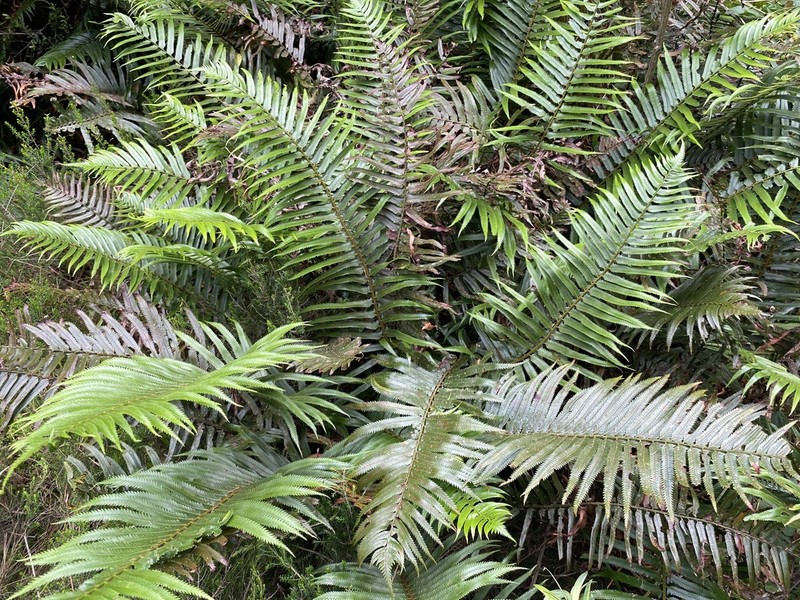 Polystichum macleae photo 6