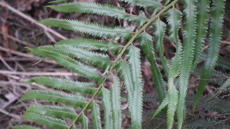 Polystichum macleae photo 7