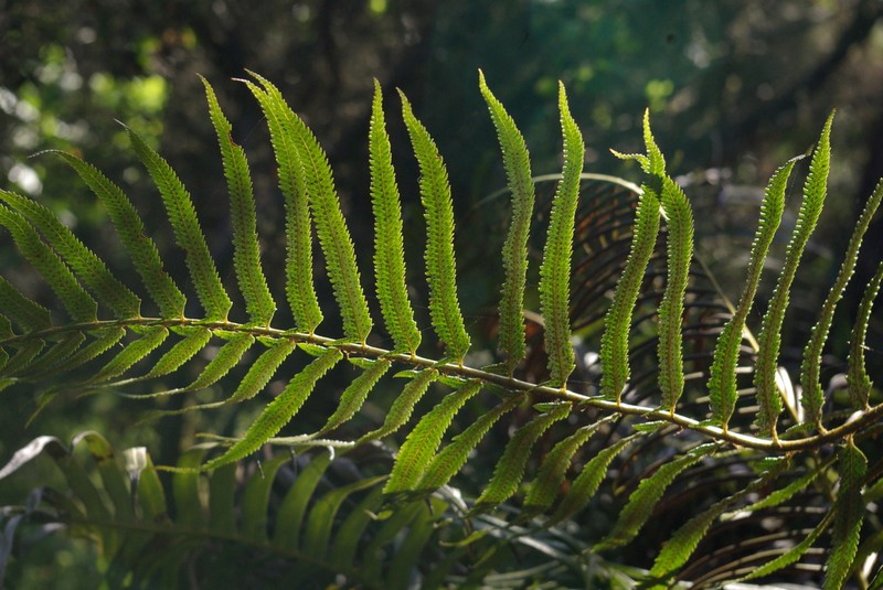 Polystichum macleae photo 8