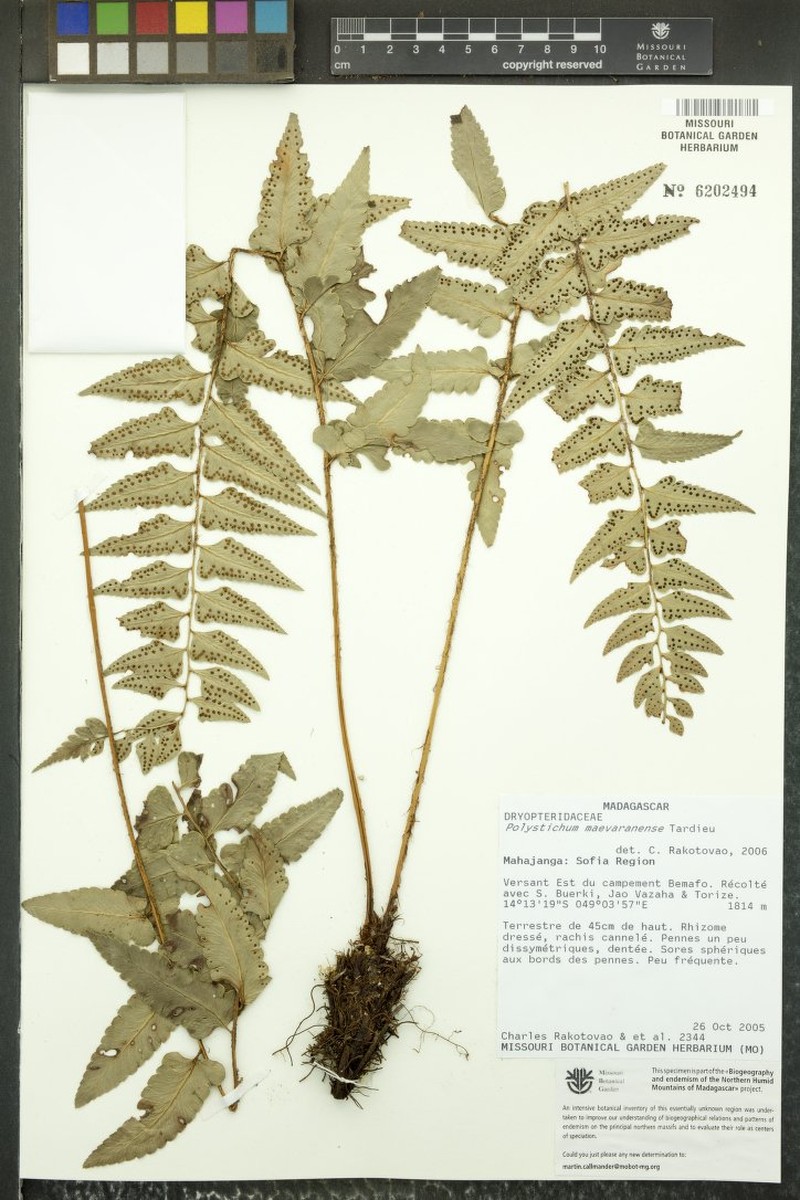Polystichum maevaranense