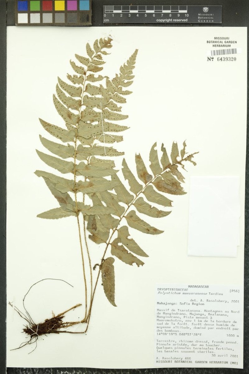 Polystichum maevaranense photo 2