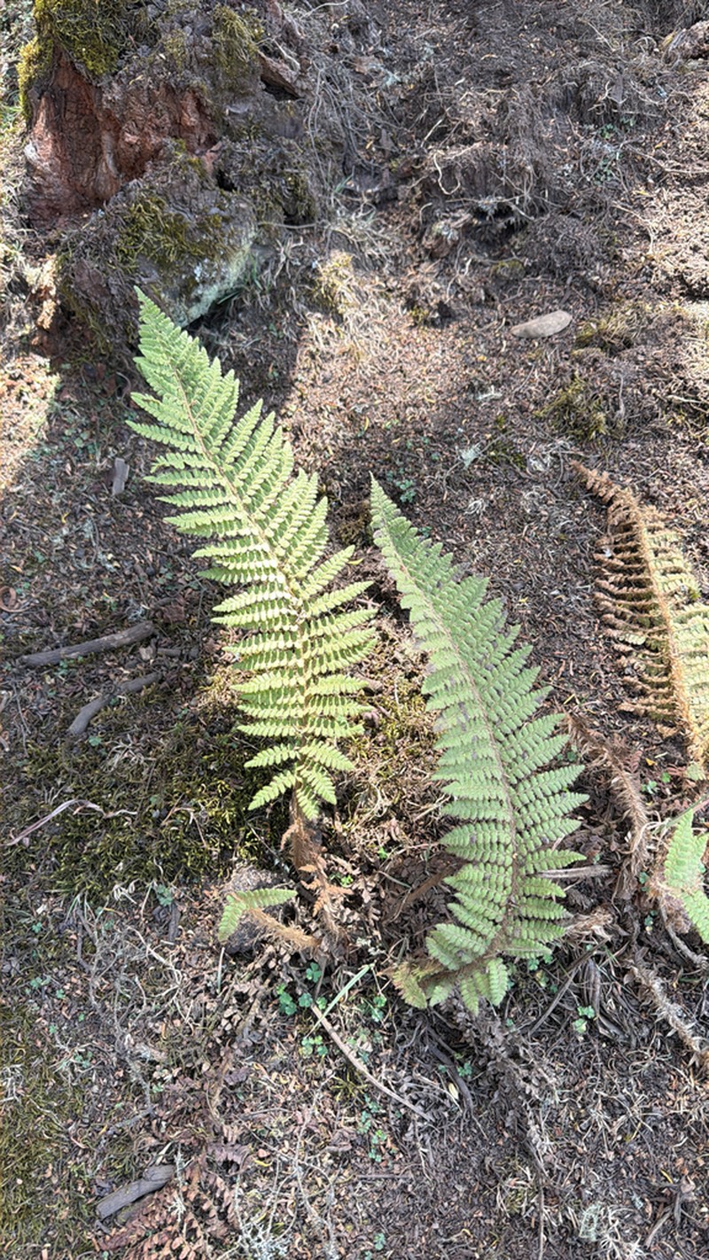Polystichum magnificum