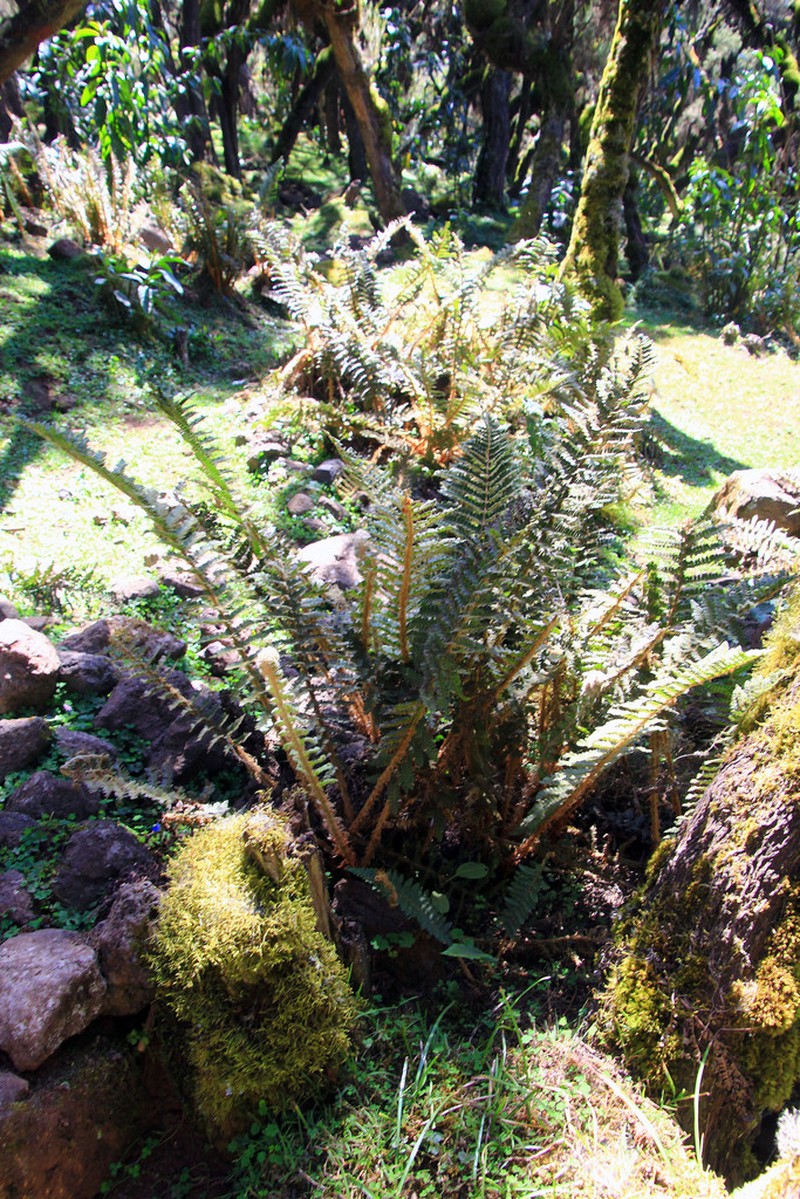 Polystichum magnificum photo 2