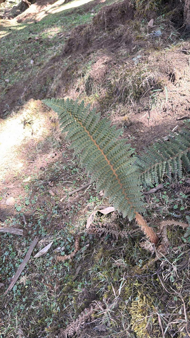 Polystichum magnificum photo 3