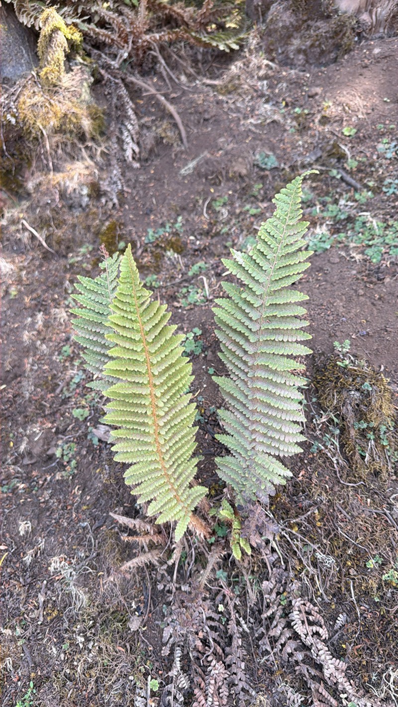 Polystichum magnificum photo 4