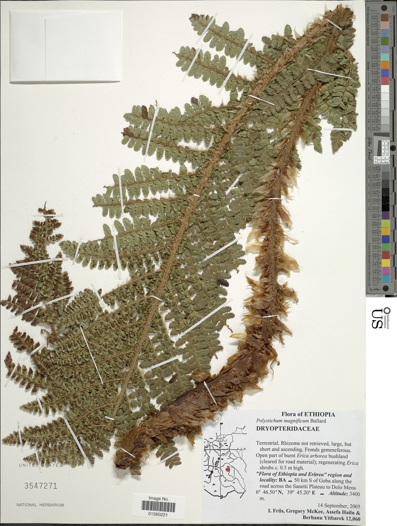Polystichum magnificum photo 5