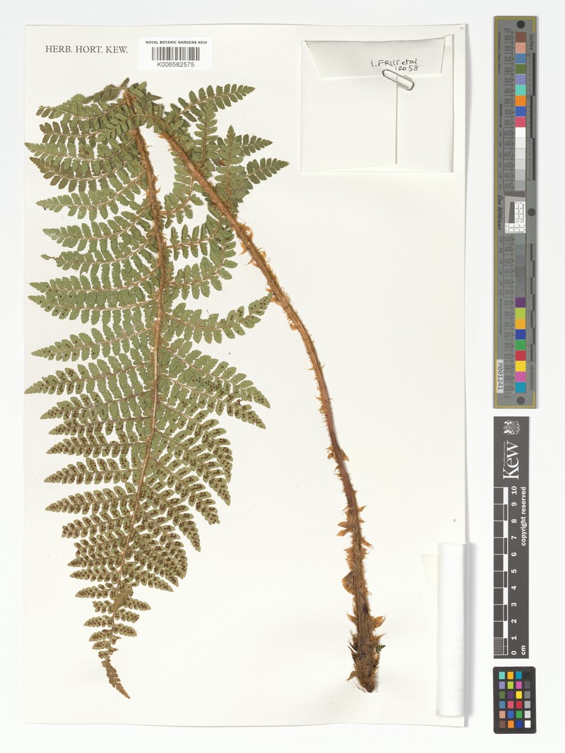 Polystichum magnificum photo 6