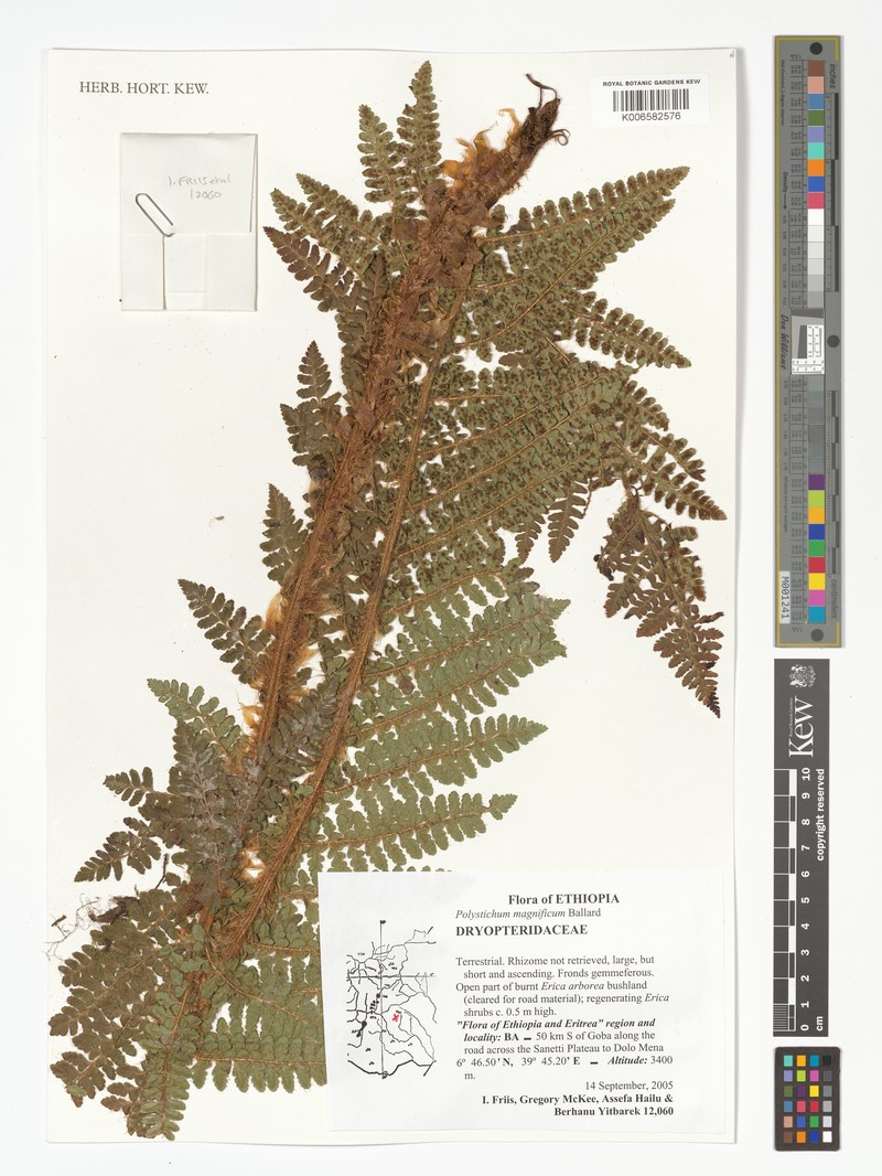 Polystichum magnificum photo 7