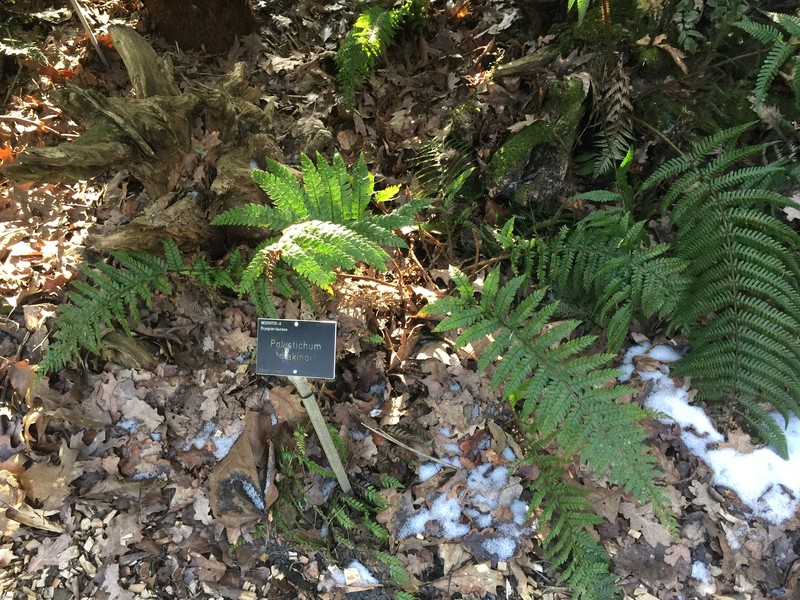 Polystichum makinoi