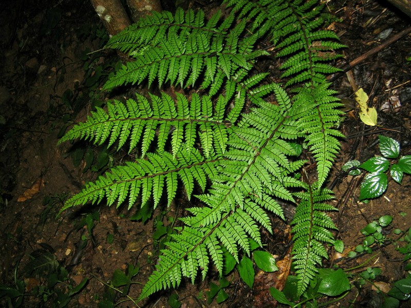 Polystichum makinoi photo 2